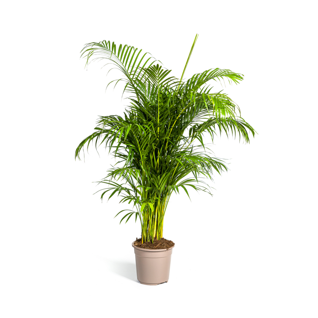 Dypsis Areca lutescens Ø27cm - ↕150 - 170cm (Goldpalme)