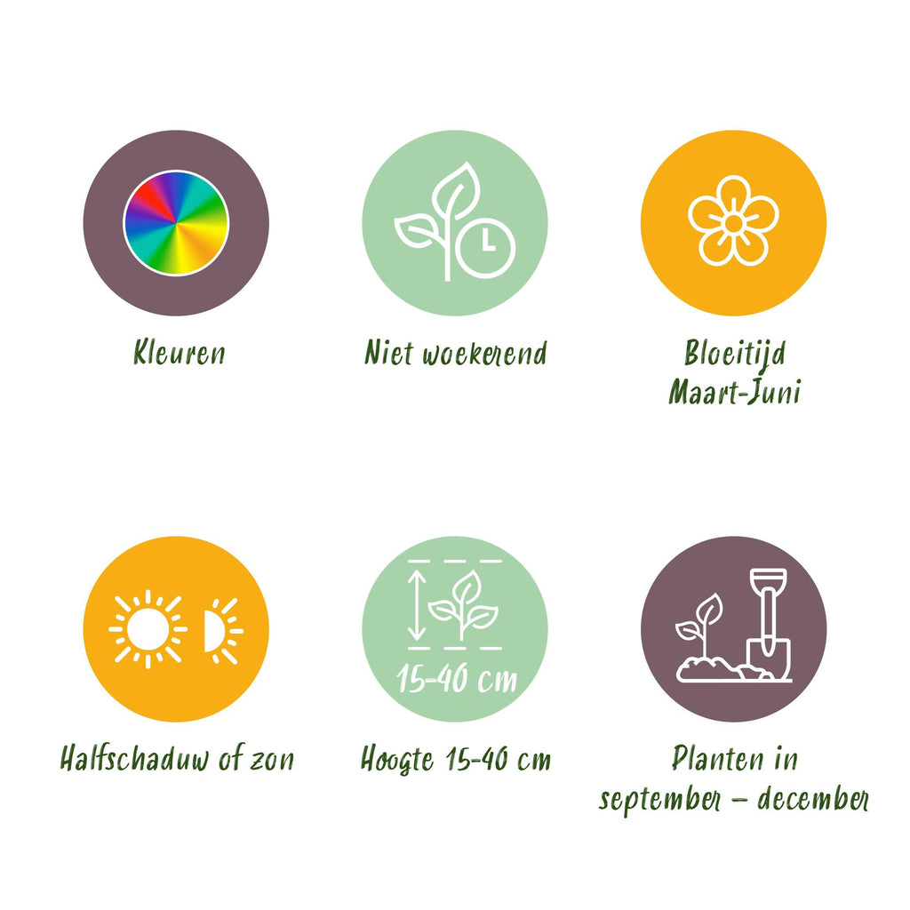 GreenboutiQ - Blumenzwiebeln -  Verschiedene Farben - 125 Stück - Geschenkverpackung