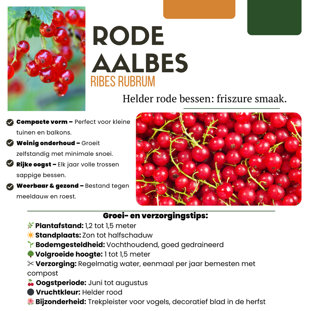 6 x Bio-Stachelbeerpflanzen – Ø 13 cm – ↨ 20 cm